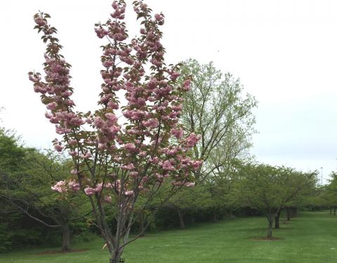 Japanese Association Cherry Trees